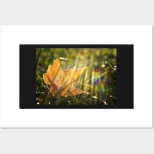 Yellow Maple Leaf in the Grass Posters and Art